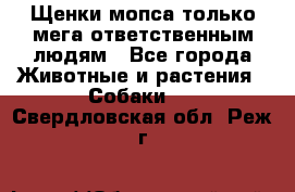 Щенки мопса только мега-ответственным людям - Все города Животные и растения » Собаки   . Свердловская обл.,Реж г.